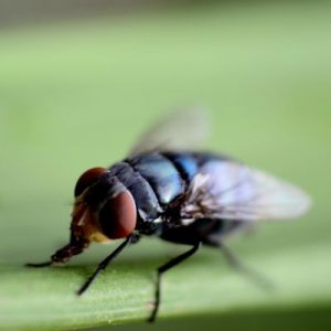 schutz gegen insekten mit einem insektenschutzrollo