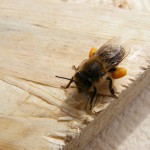 bee-88299_1280