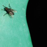 fly-22888_1280