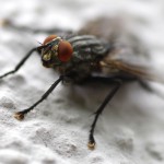 fly-344991_1920