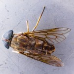 fly-394388_1280