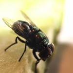 fly-509489_1280