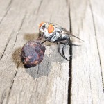 fly-580584_1280
