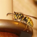 hornet-11515_1280