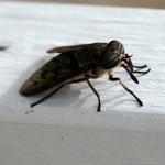 horsefly-55961_640 (1)