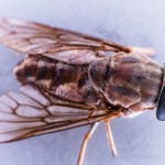 housefly-396057_1280