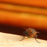 housefly-520024_1920