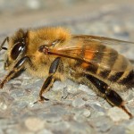 insects-563285_1920