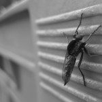 pixabay_mosquito-450394_1920