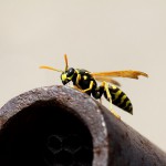 wasp-689249_1280