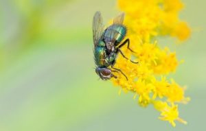 fliegengitter rollo dachfenster