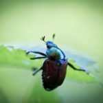 fliegengitter schiebetür