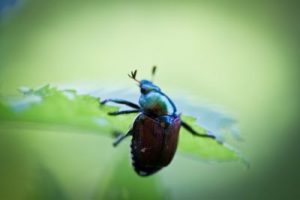 fliegengitter schiebetür