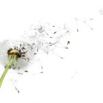 wohlfühlen dank insektenschutztür